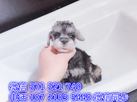 犬舍直销，哪里有宠物雪纳瑞，精品小型中型大型犬狗狗恐
