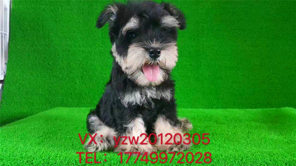 诚悦宠物，正规犬舍，质保30天犬瘟细小