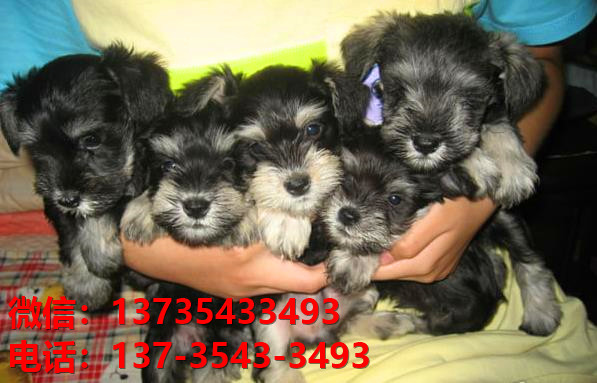 郑州狗场出生纯种雪纳瑞犬幼犬迷你椒盐色卖狗