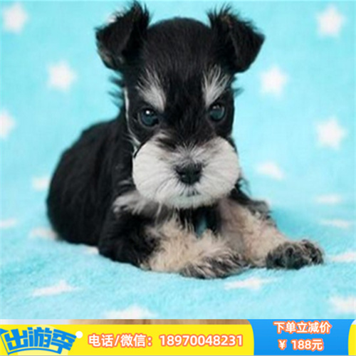 上海哪里有纯种雪纳瑞 上海本地犬舍