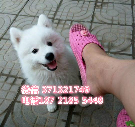 武汉日本银狐犬出售幼犬狗狗，小体犬，武汉狗场