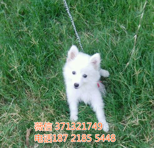 银狐犬出售纯种幼犬，小型犬银狐狗狗，包健康