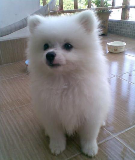 石家庄犬舍出售纯种银狐犬幼犬哪里有宠物狗领