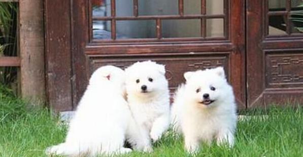 广州犬舍出售纯种银狐犬哪里有狗市场买狗卖狗