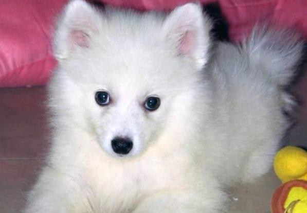 太原犬舍出售纯种银狐犬幼犬哪里有宠物狗领养