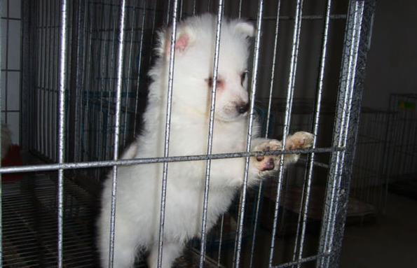 济南犬舍出售纯种银狐犬哪里有狗市场买狗卖狗