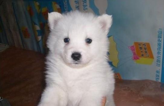 北京犬舍出售纯种银狐犬幼犬哪里有宠物狗领养