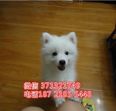 重庆特惠 银狐犬犬出售纯种幼犬 重庆犬舍宠物