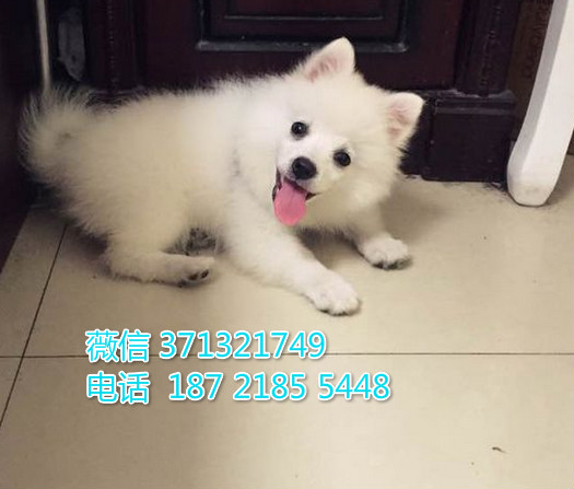 武汉狗狗 银狐犬小纯种幼犬 武汉狗场 全国发