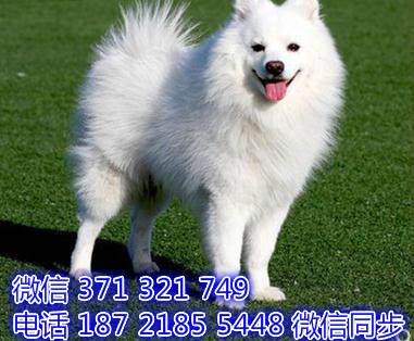 全国发货 上海 银狐犬出售纯种 上海犬舍 促销