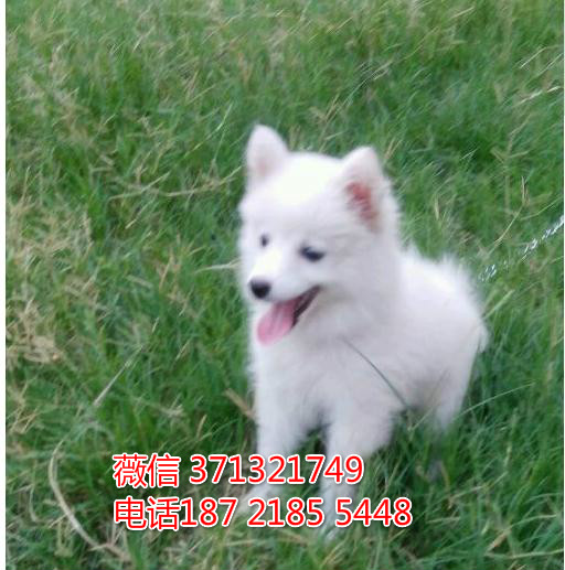 南京宠物 银狐犬纯种幼犬出售 南京犬舍在哪里