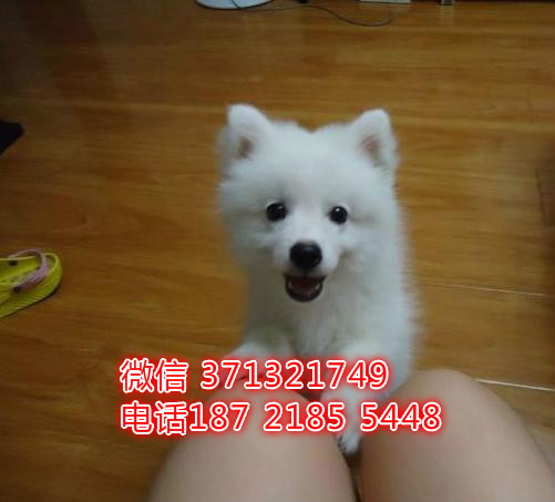 杭州狗狗 银狐犬出售纯种幼犬 杭州犬舍 特价