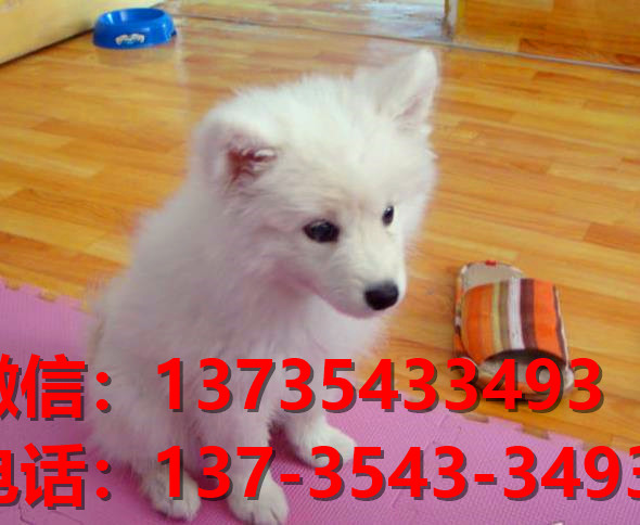 上海宠物狗狗犬舍出售纯种银狐犬 日本尖嘴银