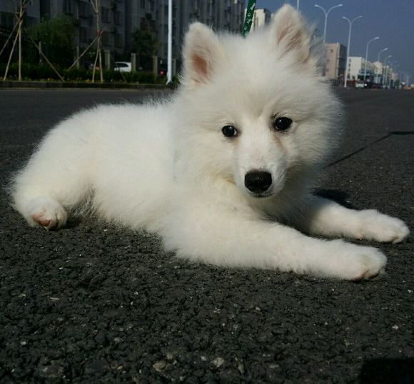 昆明犬舍出售纯种银狐犬幼犬 日本尖嘴犬尖嘴