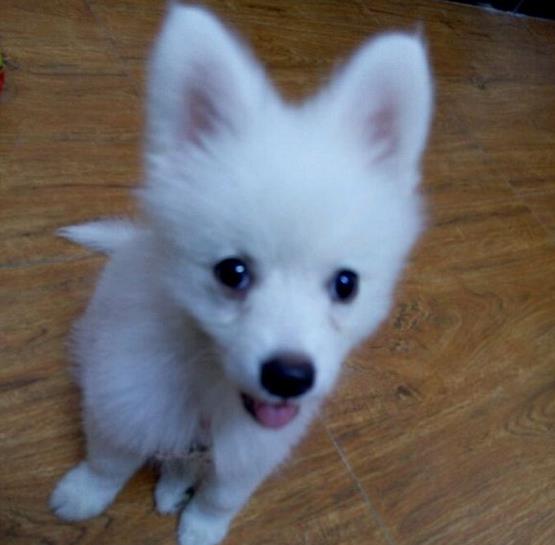 济南犬舍出售纯种银狐犬幼犬 日本尖嘴犬尖嘴