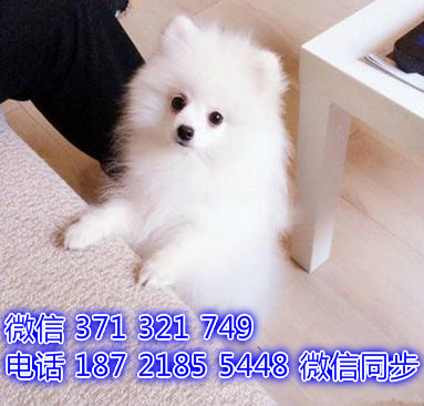 深圳宠物狗狗银狐犬出售幼犬 全国可以发货旁