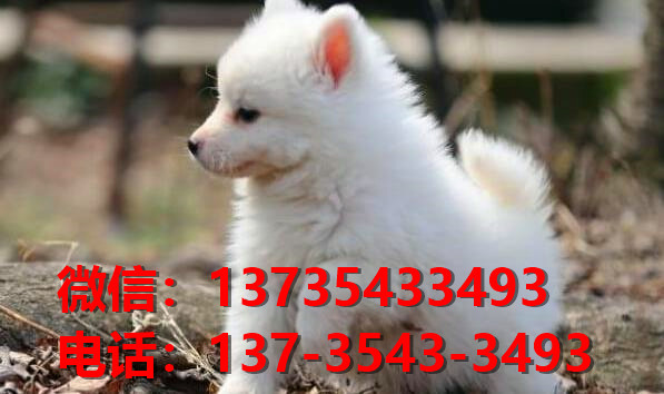 广州宠物狗狗犬舍出售纯种银狐犬 日本尖嘴银