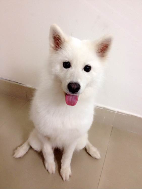 广州犬舍出售纯种银狐犬幼犬 日本尖嘴犬尖嘴