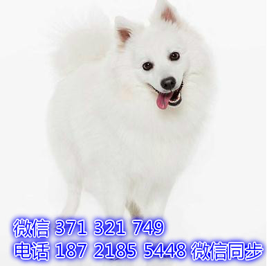 宠物狗狗银狐 全国可以发货 犬舍繁殖 包健康
