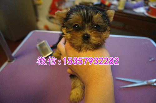 哈尔滨哪里有卖约克夏价格多少 茶杯体约克夏