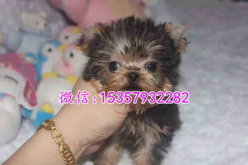 西安哪里出售纯种约克夏幼犬 西安哪里有宠物店 西安约克夏多钱