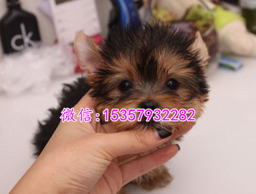 南昌哪里出售纯种约克夏幼犬 南昌哪里有宠物