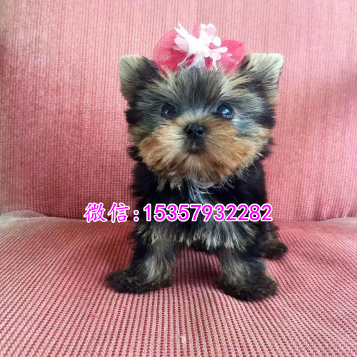 济南哪里出售纯种约克夏幼犬 济南哪里有宠物店 济南约克夏多钱