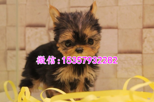 济南哪里出售纯种约克夏幼犬 济南哪里有宠物店 济南约克夏多钱