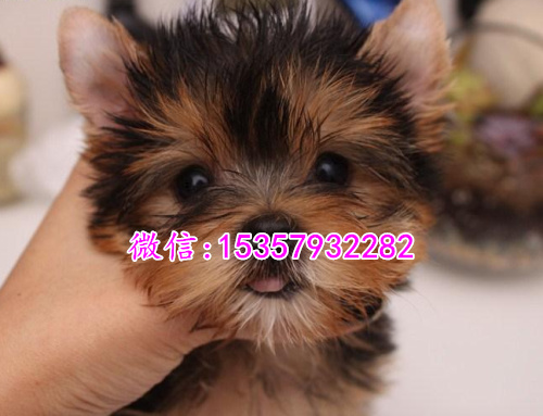 哈尔滨哪里出售纯种约克夏幼犬 哈尔滨哪里有