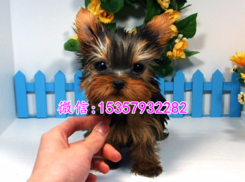 西安哪里出售纯种约克夏幼犬 西安哪里有宠物