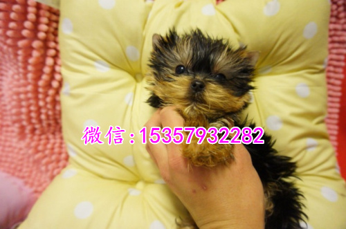 青岛哪里出售纯种约克夏幼犬 青岛哪里有宠物