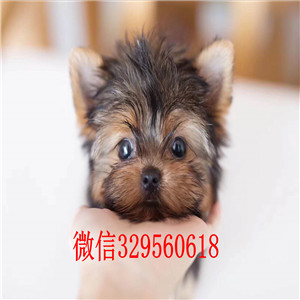 青岛约克夏幼犬出售 小体约克夏价格 金头银背约克夏