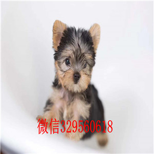  济南哪里有卖约克夏 金头银背约克夏出售 约克夏犬舍繁殖