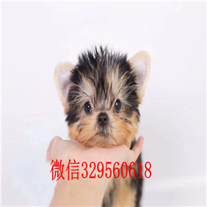  北京大兴纯种约克夏多少钱 哪里有卖约克夏 