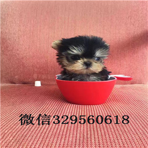 天津约克夏多少钱一只 天津哪里出售纯种约克夏