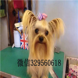 涪陵哪里有卖纯种约克夏小狗宠物狗狗约克夏幼