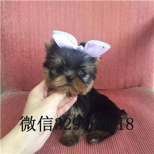 深圳哪里有卖纯种约克夏小狗宠物狗狗约克夏幼犬赛级约克夏犬小体约克夏幼犬