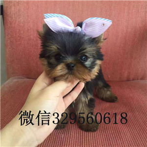 河西出售纯种金头银背约克夏约克夏的价格赛级