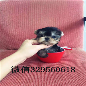 河北出售纯种金头银背约克夏约克夏的图片赛级约克夏犬极品约克夏幼犬待售