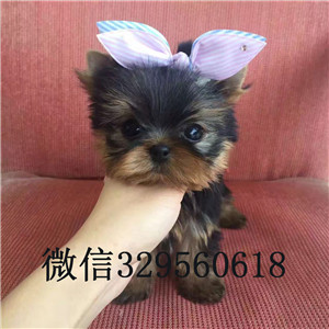 青岛哪里有卖纯种约克夏小狗宠物狗狗约克夏幼犬小体纯种约克夏幼犬约克夏幼犬金头银背