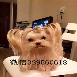 北碚哪里出售约克夏约克夏的图片小体纯种约克夏幼犬约克夏幼犬金头银背