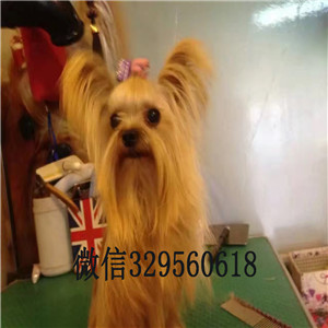 厦门哪里出售约克夏约克夏的价格金头银背约克夏梗犬小体约克夏幼犬