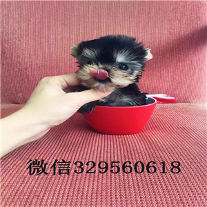 天津哪里能买到纯种健康的约克夏幼犬 金头银