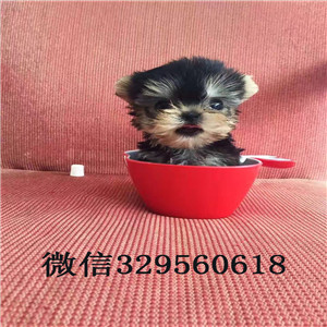 渝北出售纯种金头银背约克夏约克夏的图片赛级