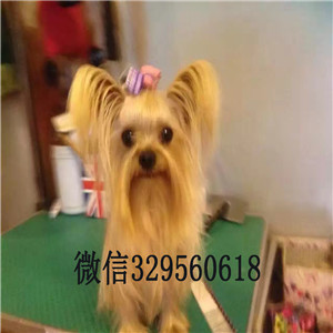 滨州出售纯种金头银背约克夏约克夏的价格赛级约克夏犬极品约克夏幼犬待售