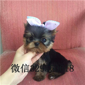 大连哪里有卖纯种约克夏小狗约克夏的价格金头