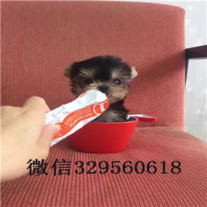 河东哪里出售约克夏约克夏的图片赛级约克夏犬