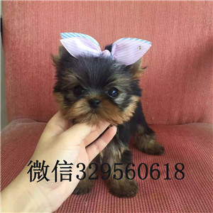 双桥哪里有卖纯种约克夏小狗约克夏的价格赛级