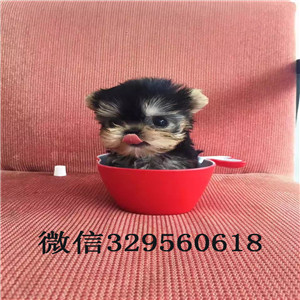 河北出售纯种金头银背约克夏约克夏的图片赛级