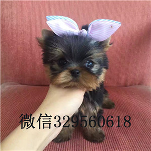 青岛哪里有卖纯种约克夏小狗宠物狗狗约克夏幼犬小体纯种约克夏幼犬约克夏幼犬金头银背